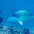 Napoleon Wrasse (Cheilinus undulatus), photo taken in Maldives, Male Atoll, South Male Atoll, Kandooma Caves