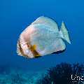 Orbicular Batfish (Platax orbicularis), photo taken in Maldives, Male Atoll, South Male Atoll, Kandooma Caves