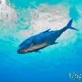 Giant trevally (Caranx ignobilis), photo taken in Maldives, Male Atoll, South Male Atoll, Kandooma Caves