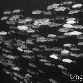 Bigeye Trevally (Caranx sexfasciatus), photo taken in Maldives, Male Atoll, South Male Atoll, Kandooma Caves