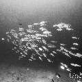 Bigeye Trevally (Caranx sexfasciatus), photo taken in Maldives, Male Atoll, South Male Atoll, Kandooma Caves