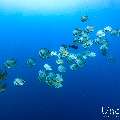 , photo taken in Maldives, Male Atoll, South Male Atoll, Gulhi Corner