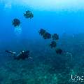 , photo taken in Maldives, Male Atoll, South Male Atoll, n/a