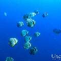 , photo taken in Maldives, Male Atoll, South Male Atoll, n/a