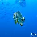 , photo taken in Maldives, Male Atoll, South Male Atoll, n/a