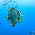 , photo taken in Maldives, Male Atoll, South Male Atoll, n/a