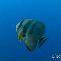 , photo taken in Maldives, Male Atoll, South Male Atoll, n/a