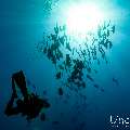 , photo taken in Maldives, Male Atoll, South Male Atoll, n/a