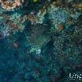 Hawksbill Sea Turtle (Eretmochelys imbricata), photo taken in Maldives, Male Atoll, South Male Atoll, n/a