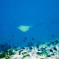 Cowtail Stingray (Pastinachus sephen), photo taken in Maldives, Male Atoll, South Male Atoll, n/a
