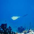 Cowtail Stingray (Pastinachus sephen), photo taken in Maldives, Male Atoll, South Male Atoll, n/a