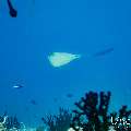 Cowtail Stingray (Pastinachus sephen), photo taken in Maldives, Male Atoll, South Male Atoll, n/a