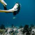 Cowtail Stingray (Pastinachus sephen), photo taken in Maldives, Male Atoll, South Male Atoll, n/a
