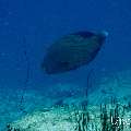 Napoleon Wrasse (Cheilinus undulatus), photo taken in Maldives, Male Atoll, South Male Atoll, n/a