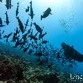 , photo taken in Maldives, Male Atoll, South Male Atoll, n/a