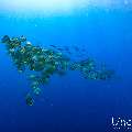 , photo taken in Maldives, Male Atoll, South Male Atoll, n/a
