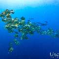 , photo taken in Maldives, Male Atoll, South Male Atoll, n/a