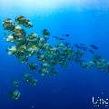 , photo taken in Maldives, Male Atoll, South Male Atoll, n/a