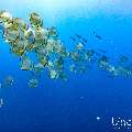 , photo taken in Maldives, Male Atoll, South Male Atoll, n/a