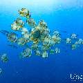 , photo taken in Maldives, Male Atoll, South Male Atoll, n/a