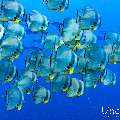 , photo taken in Maldives, Male Atoll, South Male Atoll, n/a