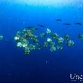 , photo taken in Maldives, Male Atoll, South Male Atoll, n/a
