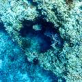 , photo taken in Maldives, Male Atoll, South Male Atoll, n/a