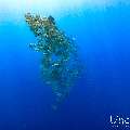 , photo taken in Maldives, Male Atoll, South Male Atoll, n/a