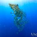 , photo taken in Maldives, Male Atoll, South Male Atoll, n/a