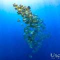 , photo taken in Maldives, Male Atoll, South Male Atoll, n/a