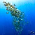 , photo taken in Maldives, Male Atoll, South Male Atoll, n/a