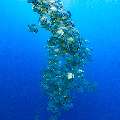 , photo taken in Maldives, Male Atoll, South Male Atoll, n/a