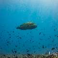 Napoleon Wrasse (Cheilinus undulatus), photo taken in Maldives, Male Atoll, South Male Atoll, n/a