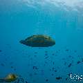 Napoleon Wrasse (Cheilinus undulatus), photo taken in Maldives, Male Atoll, South Male Atoll, n/a
