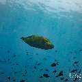 Napoleon Wrasse (Cheilinus undulatus), photo taken in Maldives, Male Atoll, South Male Atoll, n/a