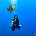 , photo taken in Maldives, Male Atoll, South Male Atoll, n/a