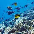 Raccoon butterflyfish (Chaetodon lunula), Redtail Butterflyfish (Chaetodon collare), photo taken in Maldives, Male Atoll, South Male Atoll, n/a