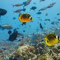 Raccoon butterflyfish (Chaetodon lunula), photo taken in Maldives, Male Atoll, South Male Atoll, n/a