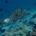 Scribbled Leatherjacket Filefish (Aluterus scriptus), photo taken in Maldives, Male Atoll, South Male Atoll, n/a