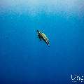 Hawksbill Sea Turtle (Eretmochelys imbricata), photo taken in Maldives, Male Atoll, South Male Atoll, n/a