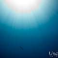 Hawksbill Sea Turtle (Eretmochelys imbricata), photo taken in Maldives, Male Atoll, South Male Atoll, n/a