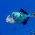 Yellowmargin Triggerfish (Pseudobalistes flavimarginatus), photo taken in Maldives, Male Atoll, South Male Atoll, n/a