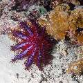 Crown of Thorns Sea Star (Acanthaster planci), photo taken in Maldives, Male Atoll, South Male Atoll, Sharon Rock