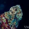Day Octopus (Octopus cyanea), photo taken in Maldives, Male Atoll, South Male Atoll, Sharon Rock