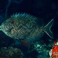 Gold-Spotted Rabbitfish (Siganus punctatus

Ryanskiy, photo taken in Maldives, Male Atoll, South Male Atoll, Sharon Rock
