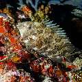 Gold-Spotted Rabbitfish (Siganus punctatus

Ryanskiy, photo taken in Maldives, Male Atoll, South Male Atoll, Sharon Rock