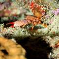 , photo taken in Maldives, Male Atoll, South Male Atoll, Sharon Rock