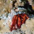 White-spotted Hermit Crab (Dardanus megistos), photo taken in Maldives, Male Atoll, South Male Atoll, Sharon Rock