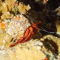 White-spotted Hermit Crab (Dardanus megistos), photo taken in Maldives, Male Atoll, South Male Atoll, Sharon Rock
