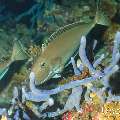 , photo taken in Maldives, Male Atoll, South Male Atoll, Sharon Rock